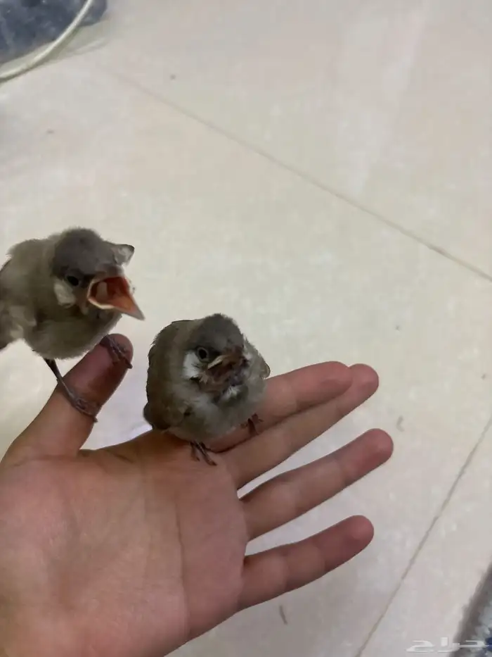 بلبل حساوي 0