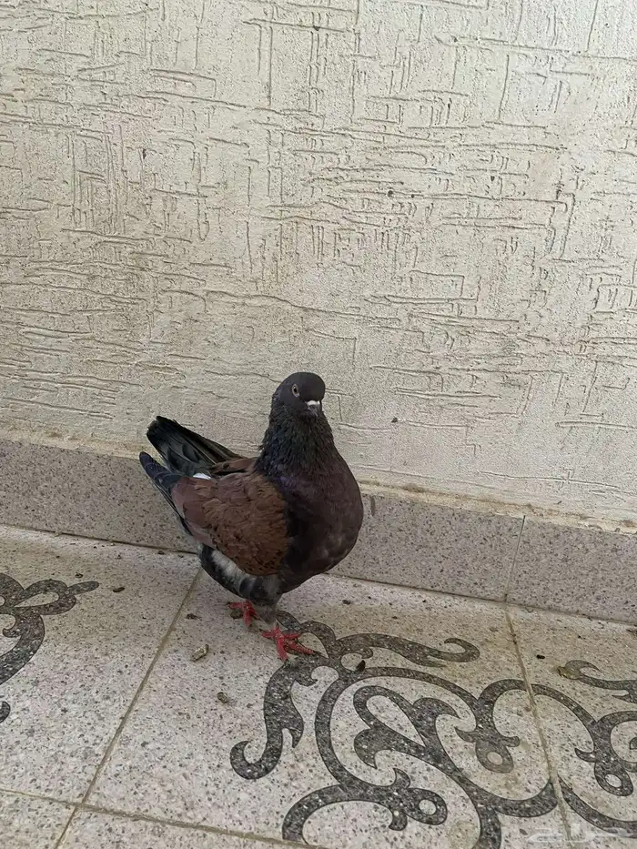 للبيع جوزين كنق 9