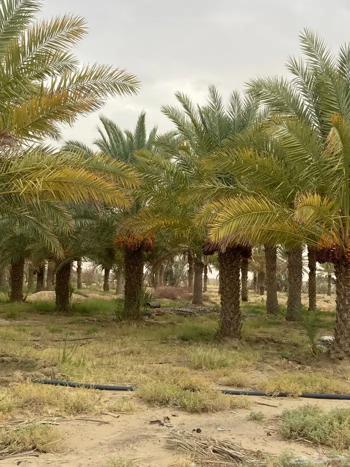 نخل سلج وصفري طول 3 و4 متر 0