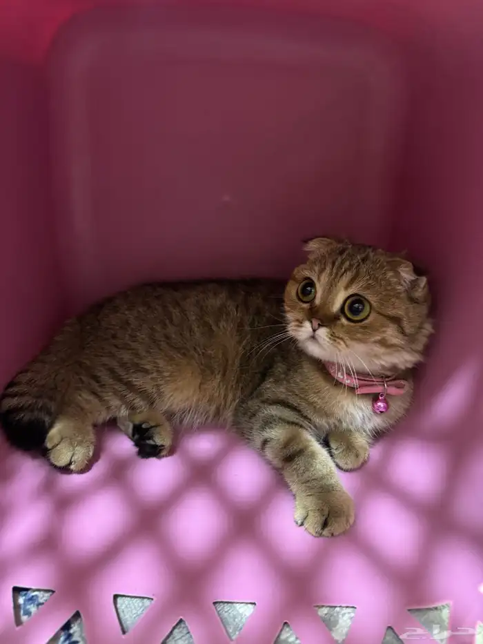 قطط  سكوتش فولد بيور 3