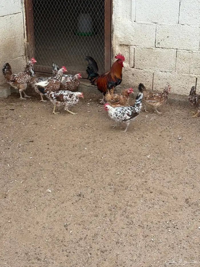 دجاج بلدي ماكنتوش 3