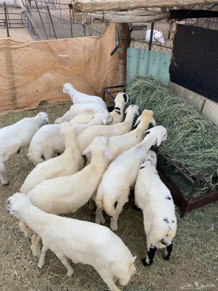 طليان 3