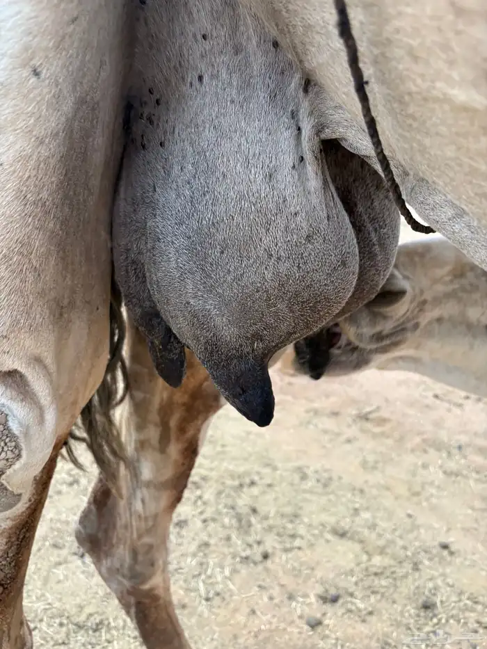 للبيع خلفه 5