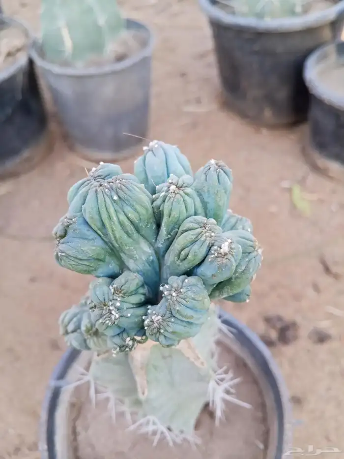 صبارات مستورده 10