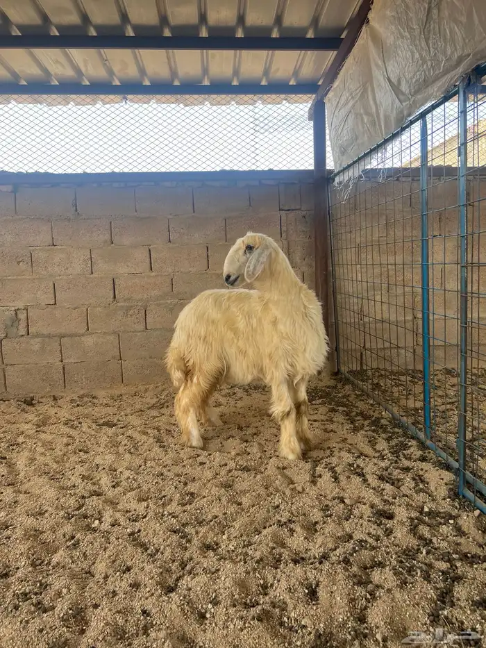 رخل نجديه عيسي 2