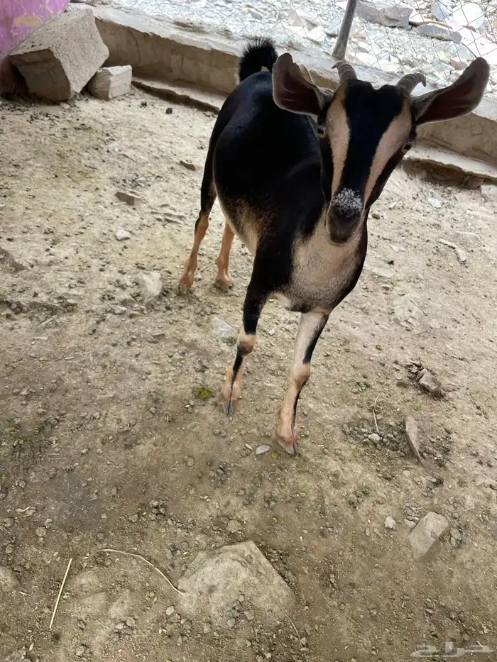للبيع جفره عناق حو كفو لون جرم وشعره 9