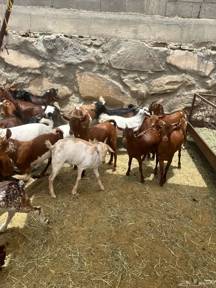 تيوس حص 2