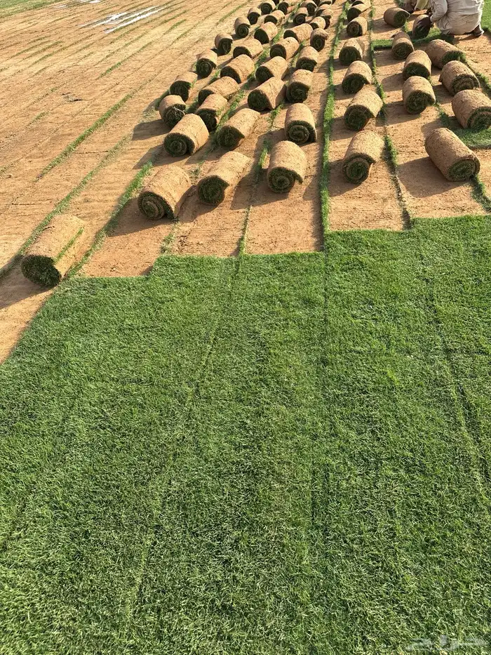 Natural Grass C2000 best quality free from weeds and clean 6