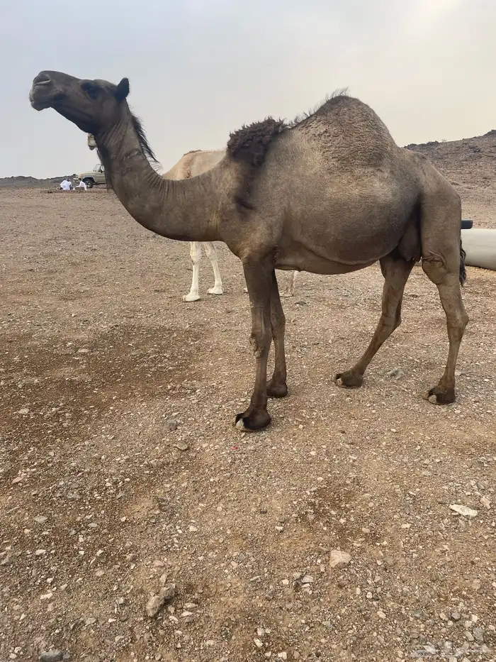 ابل لقحات كفو 1