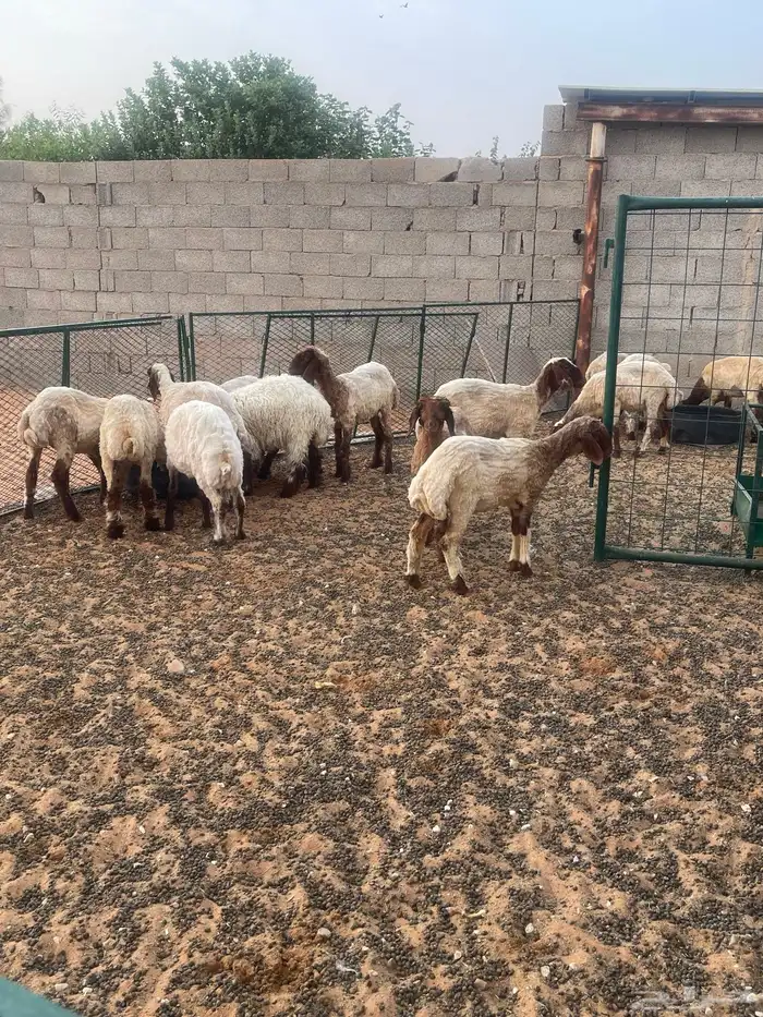 للبيع رخال نعيم 0