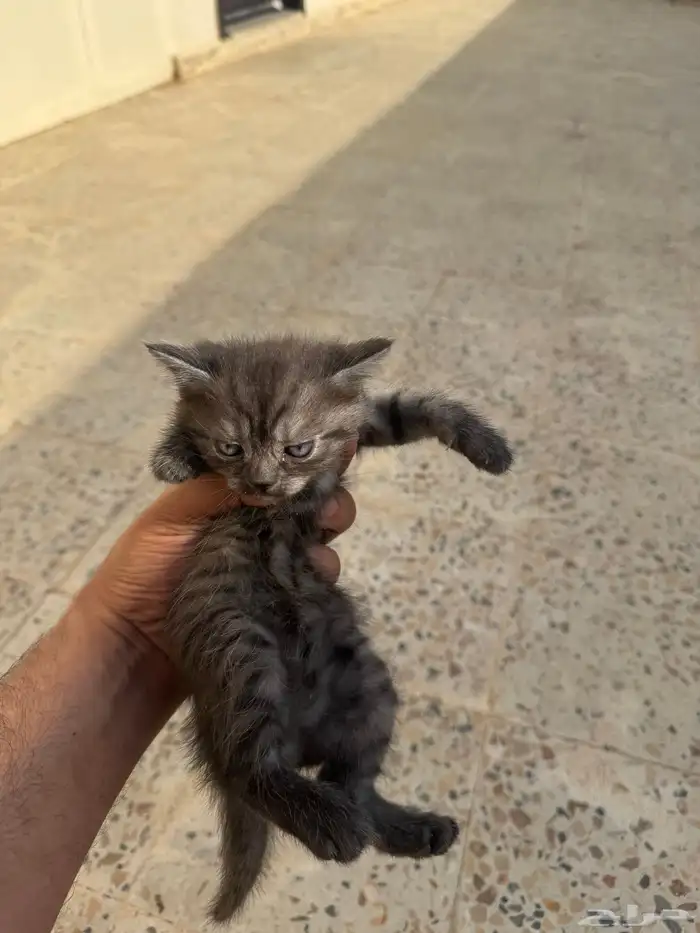 للبيع سكوتش فولد 4