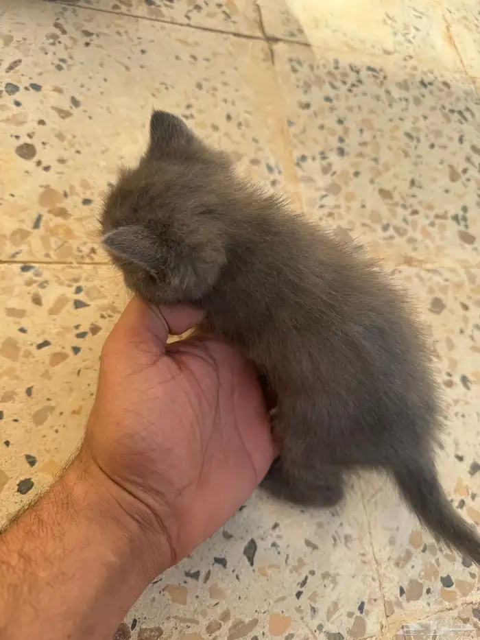 للبيع سكوتش فولد 8