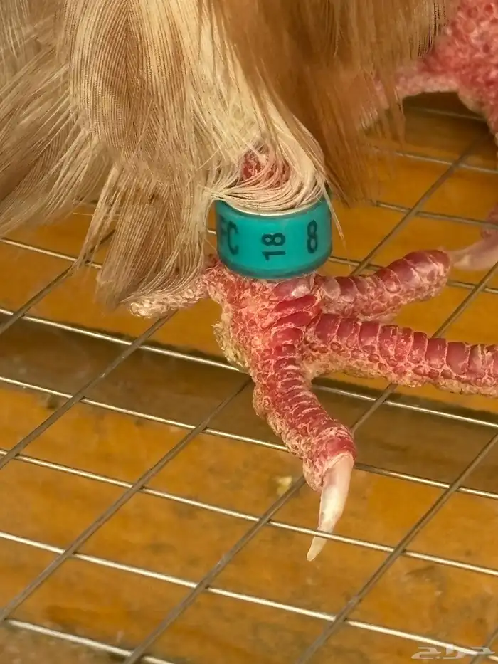 ذكرين جاكوبين 3