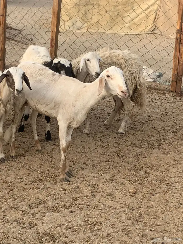 للبيع رخال سواكنيات 5
