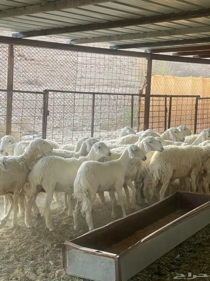 غنم حرش مقاني اشباب دفيع شرط سونار جذعات وثنوات 0