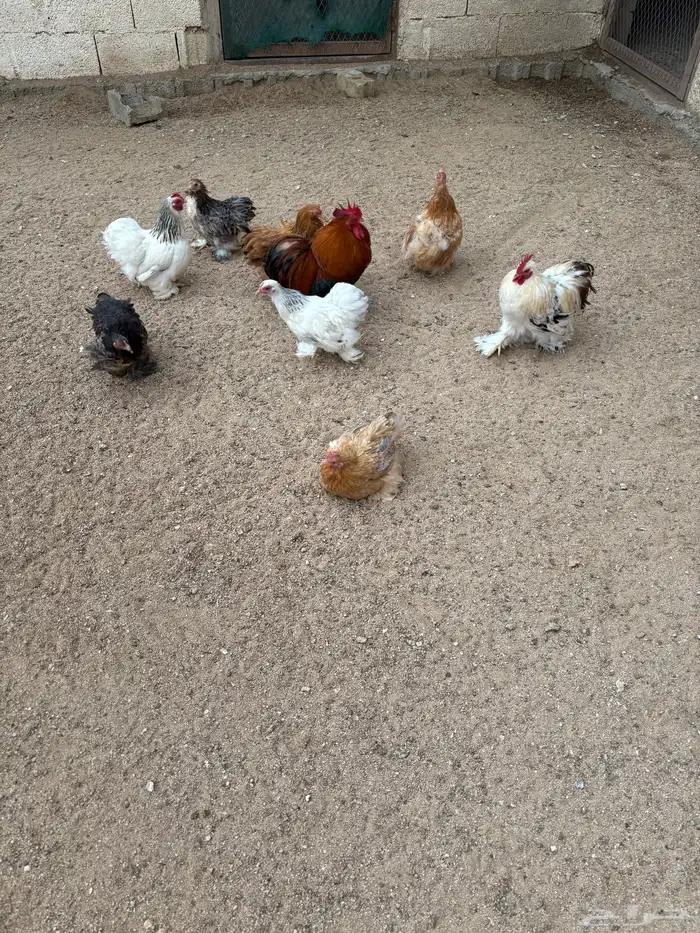 دجاج كوشن للبيع 9