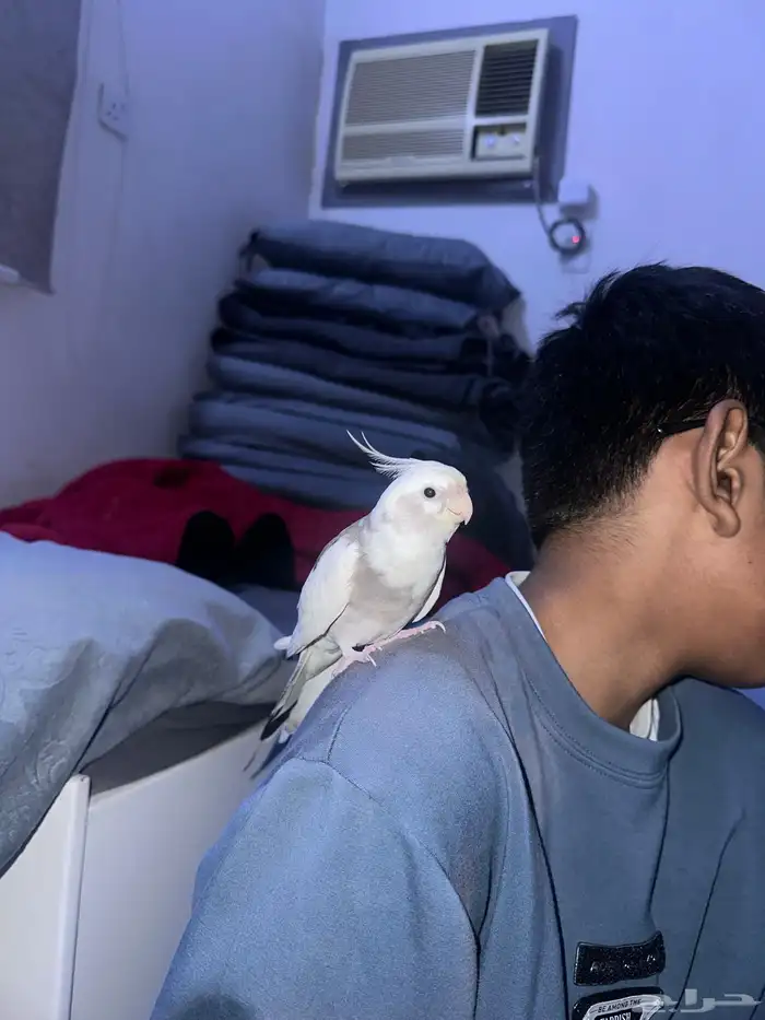 ببغاء كروان 400 أليف 0