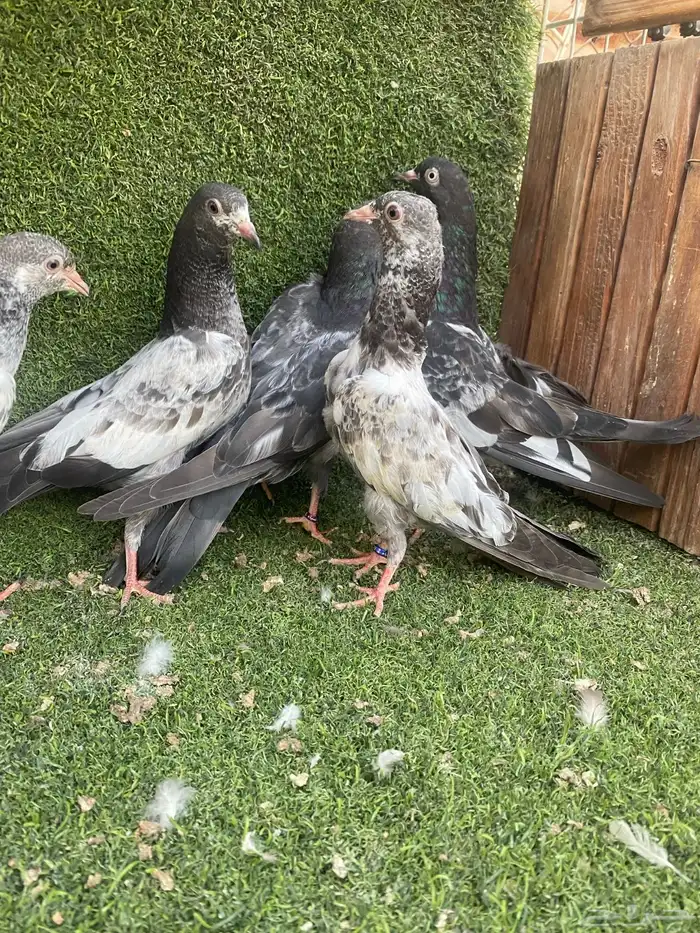 للبيع حمام باكستاني طبات 0