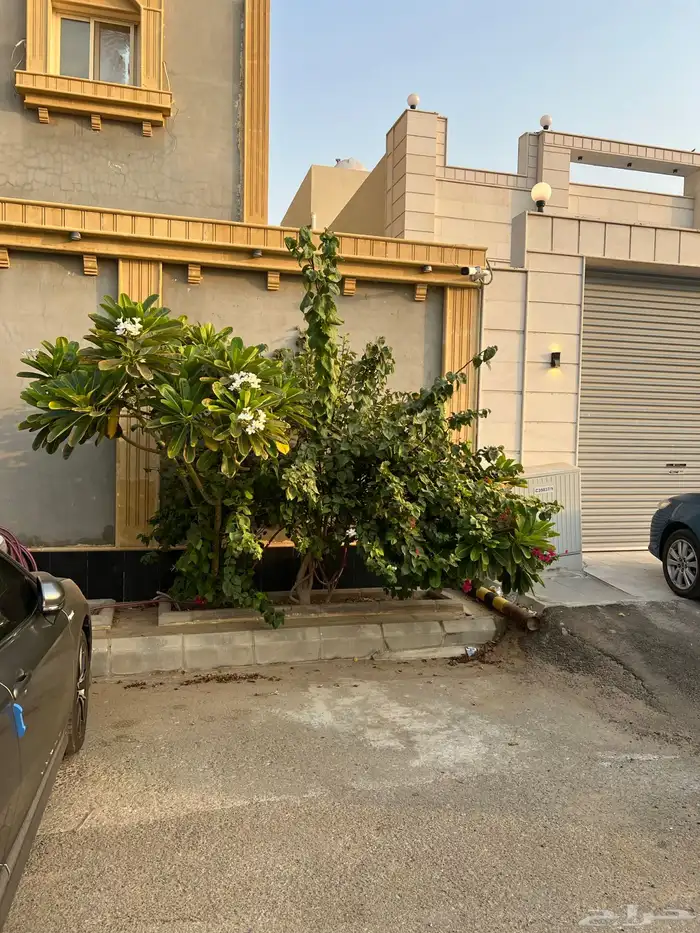 ياسمين هندي 2