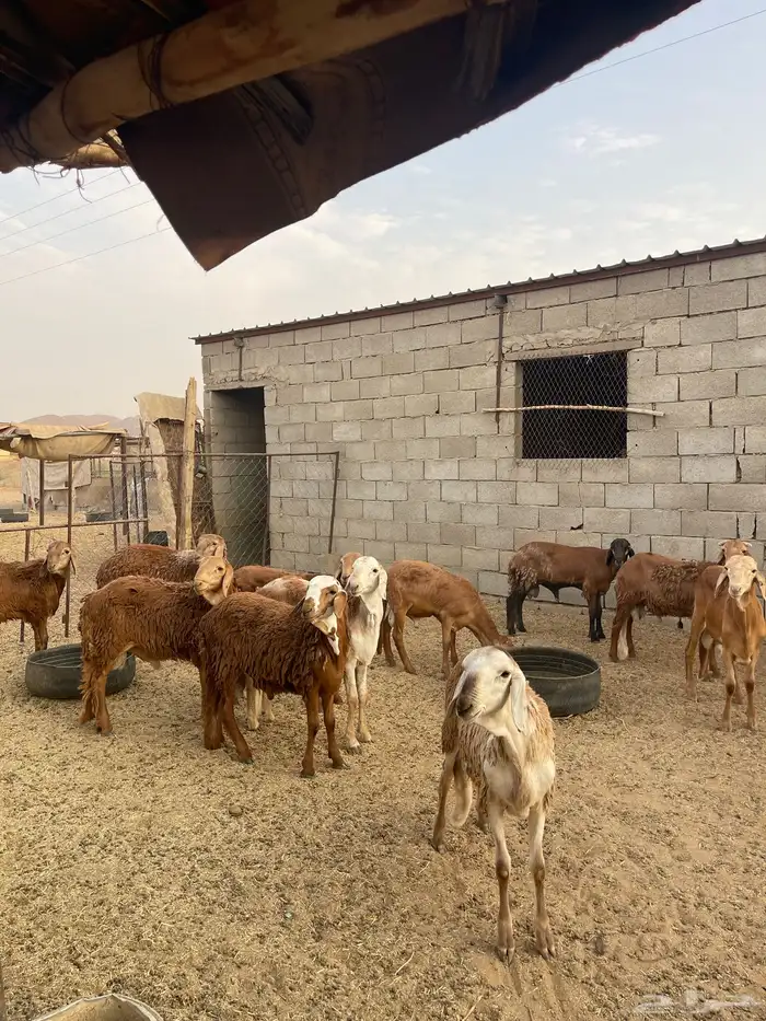طليان سواكن 3