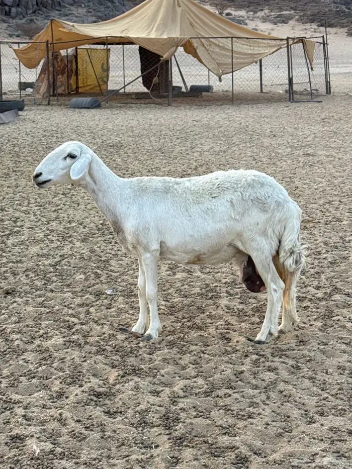 متبع تحتها رخل وخروف فحل كفو وإنتاجه كفو 0