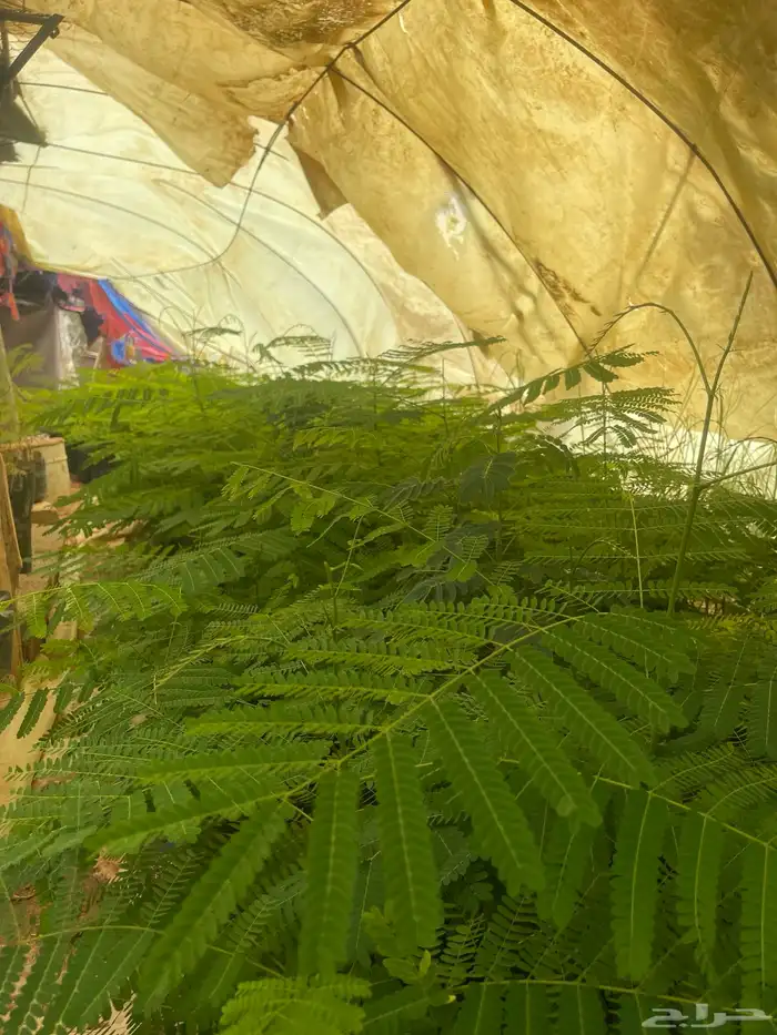 اشجار جاكرنداء وبنسيانو واكاسيا 2