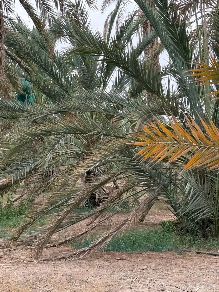 نخل طوال للبيع - عنبره 5