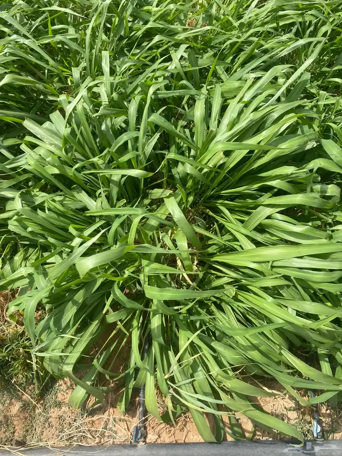 للبيع بلوكام شتلات 1