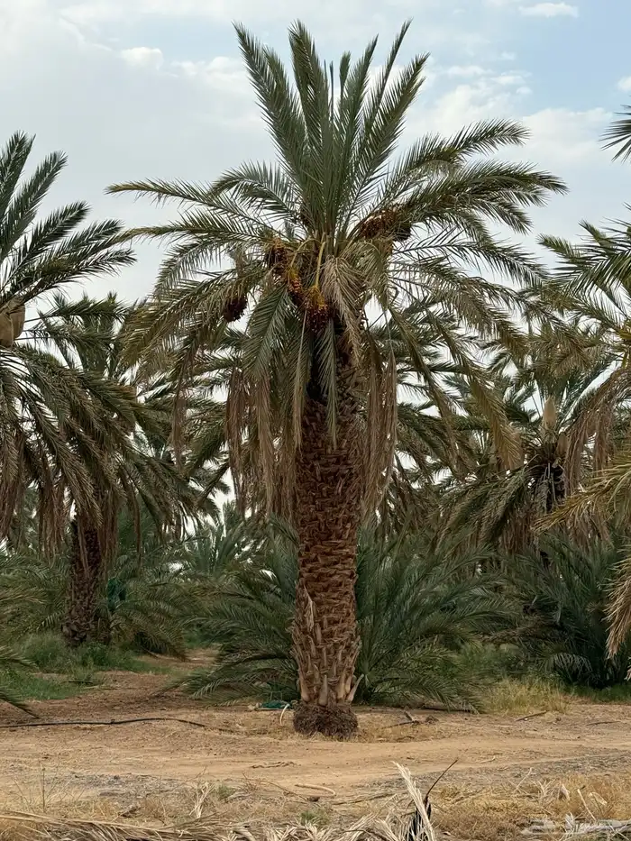 نخل طوال للبيع - عنبره 1