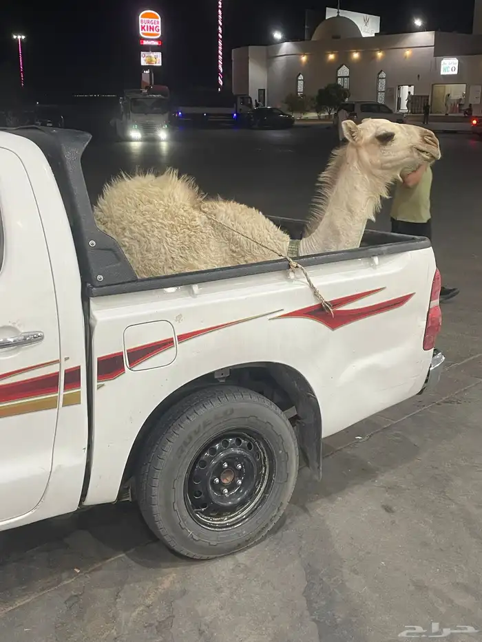 قعود مفرود 0