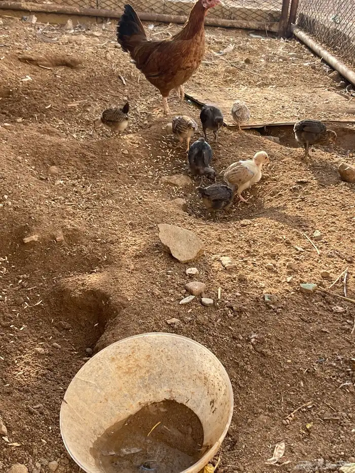 دجاجتين بفروخها 0