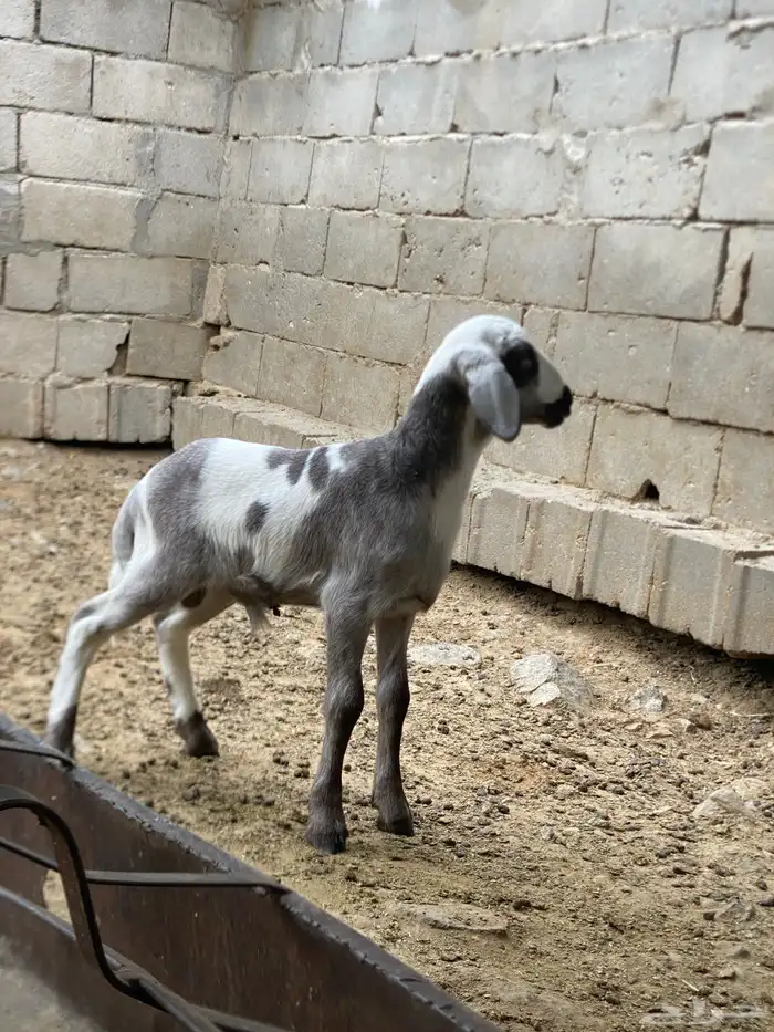 طلي فاخر من الاخر 1