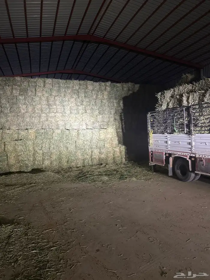 علف دخن للبيع الموقع ساجر مغيب طول85 0