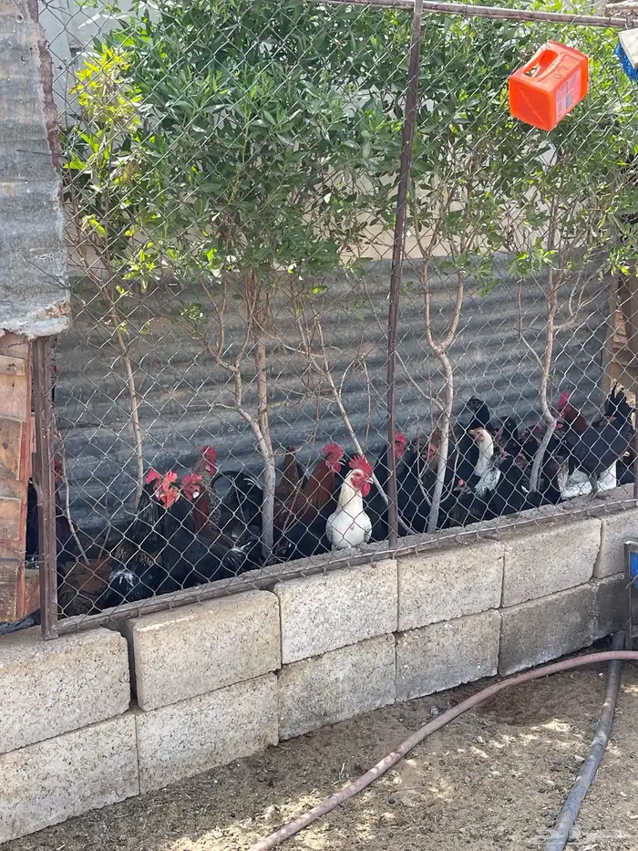 حمام سلفر وهندي ودجاج باكستاني وعادي 31