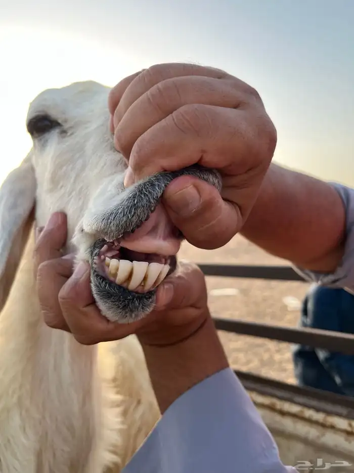 نعجه والد تحتاها طلي كبرها 4