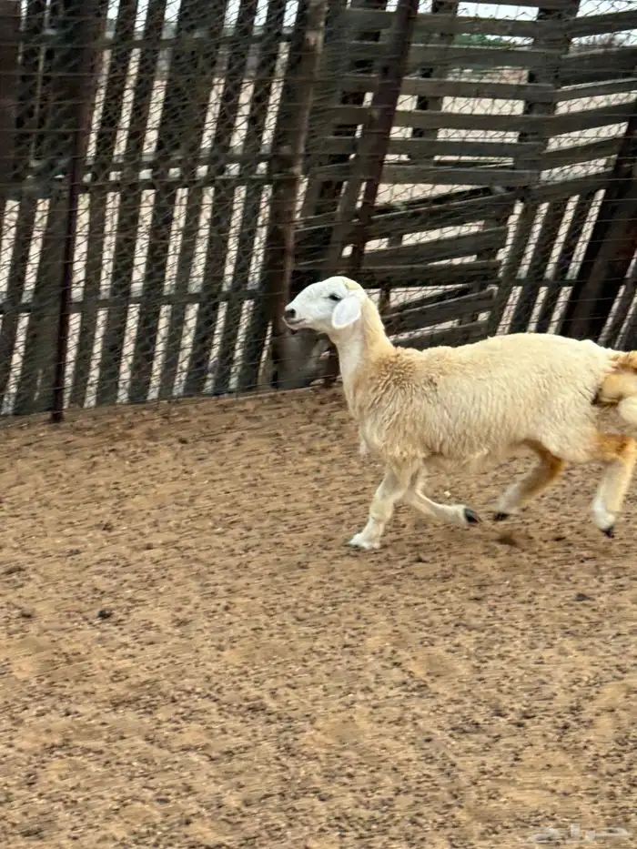 طليان حريات ماعز معارض 1