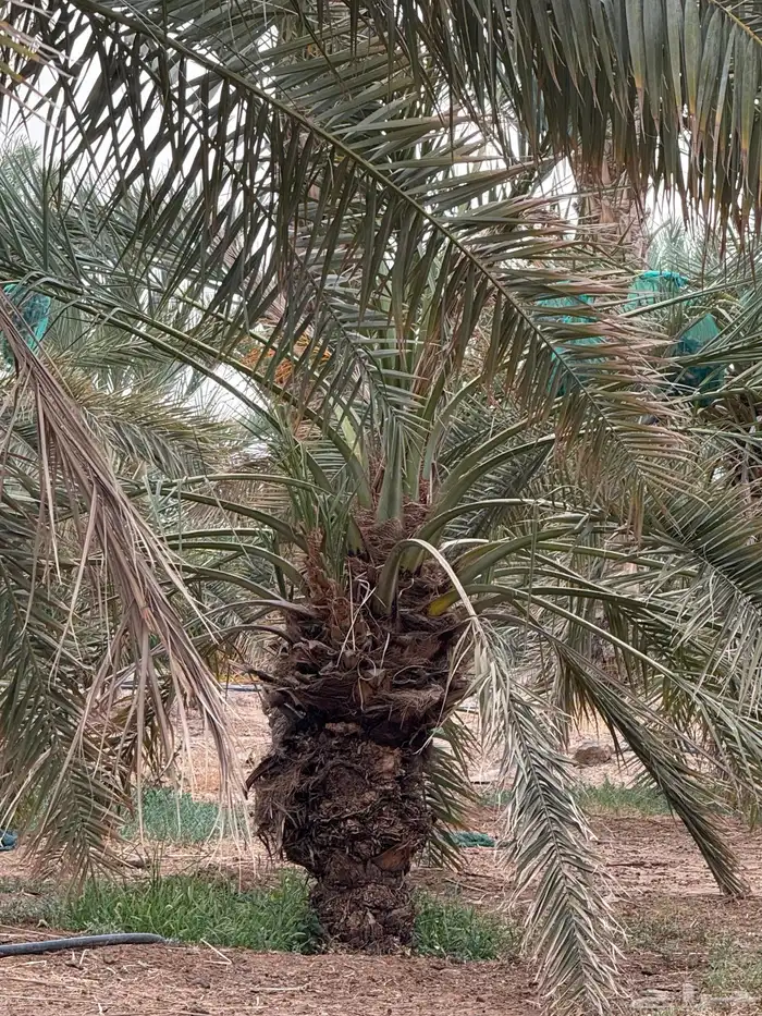 نخل طوال للبيع - عنبره 7