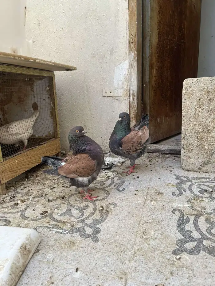 للبيع جوزين كنق 14