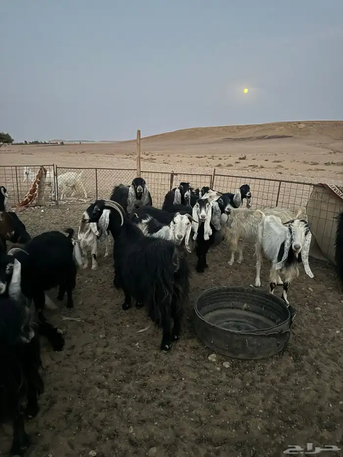 معزاء 18 معهن 7 جفار 2