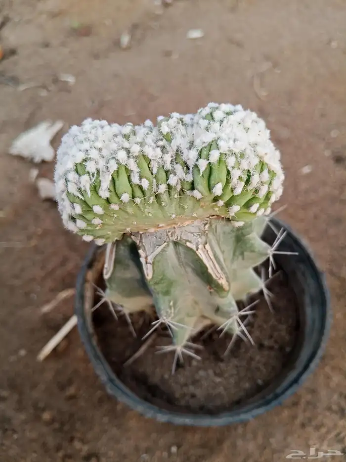 صبارات مستورده 30