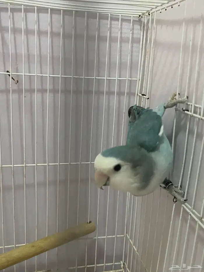 للبيع ذكر روز منتج حار وشغل لونق ماشاءالله 1