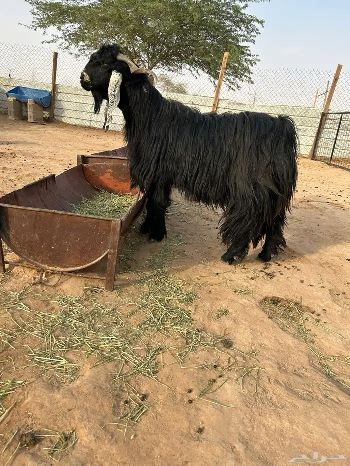 للبيع تيس عارضي 0