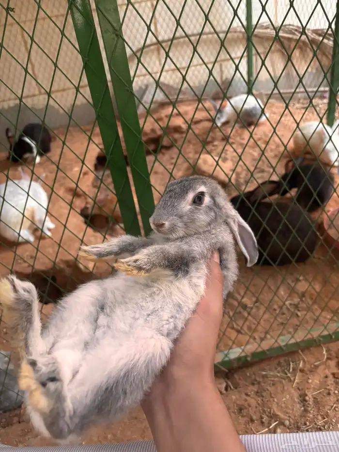 أرنب بلدي للبيع ذكر 1