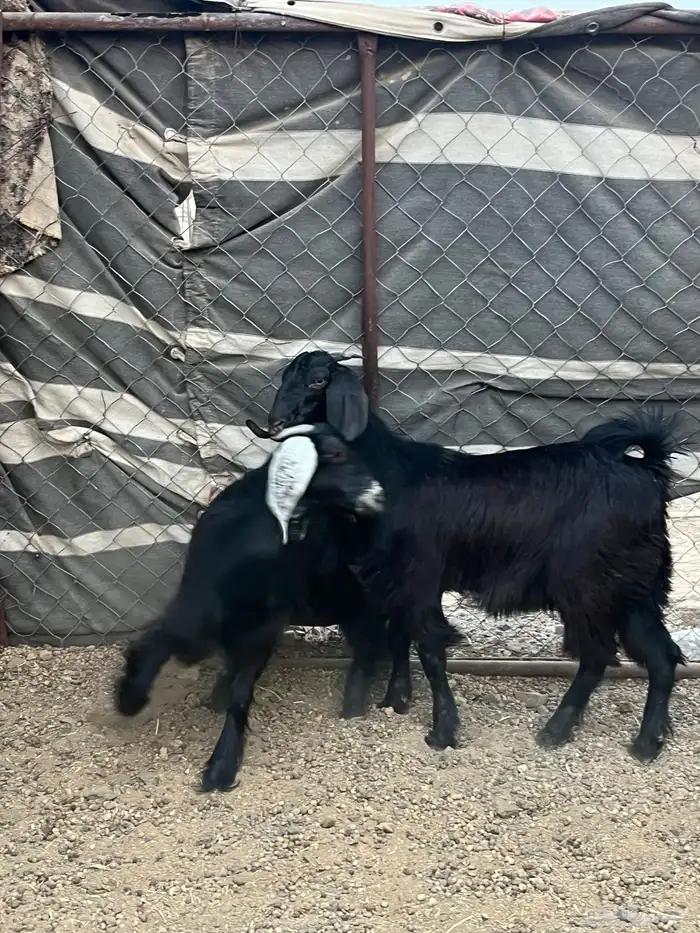 جفار مقنوي وذبح 2