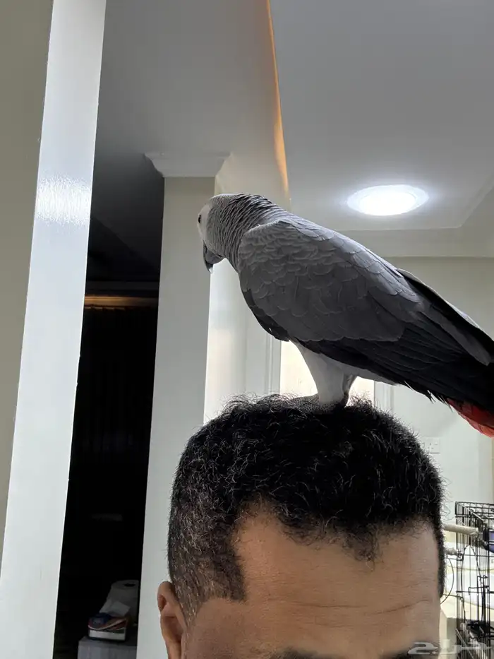 فرخ كاسكو للبيع عمره 5 شهور أليف جدا 4