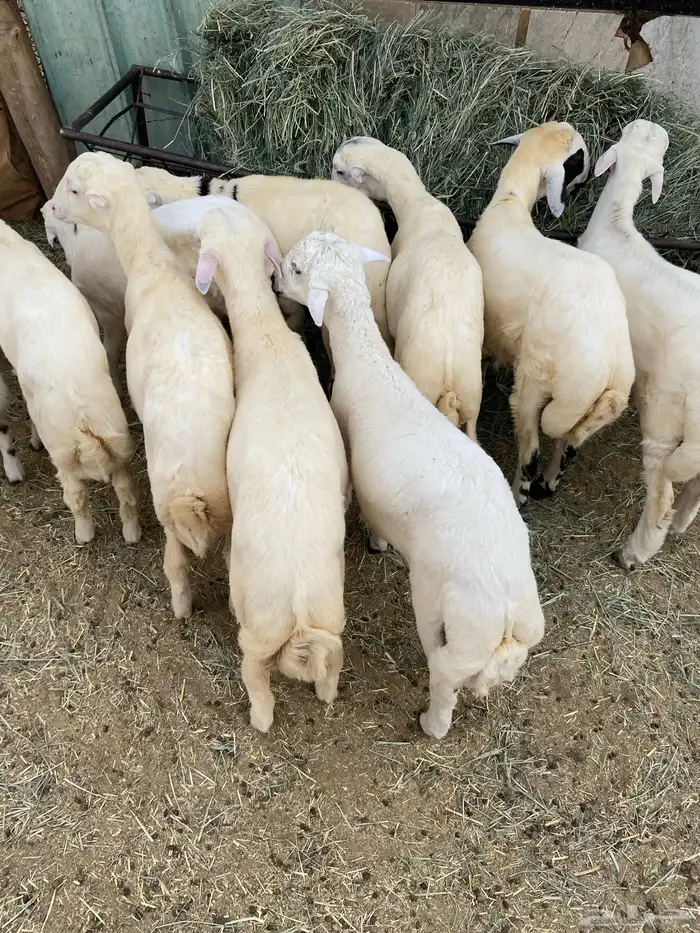 طليان 5