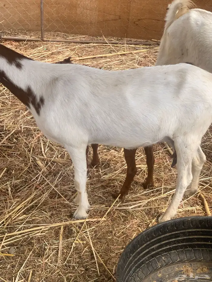 معز بنته 2