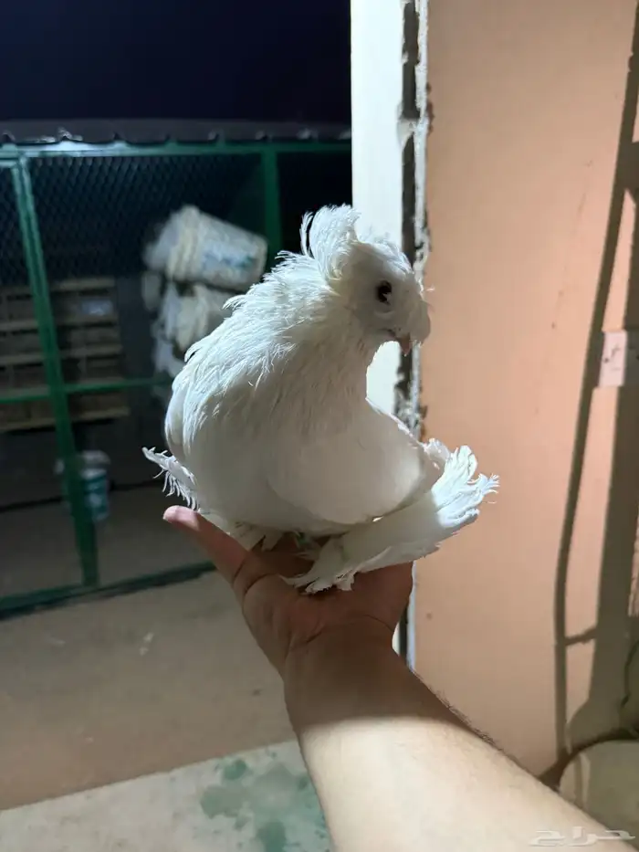 حمام بخارى 0