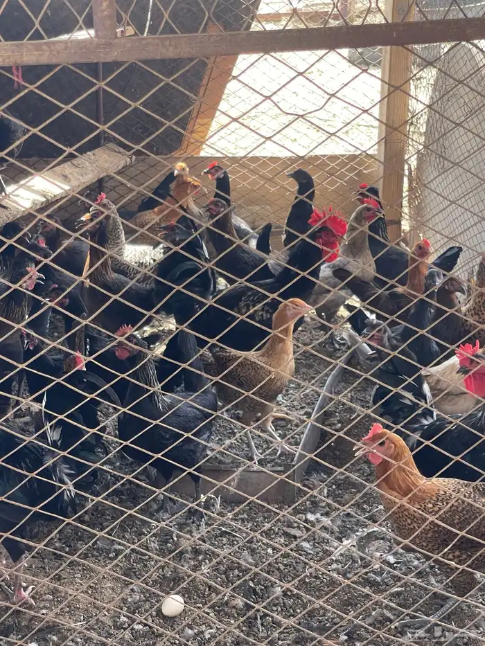 حمام سلفر وهندي ودجاج باكستاني وعادي 36