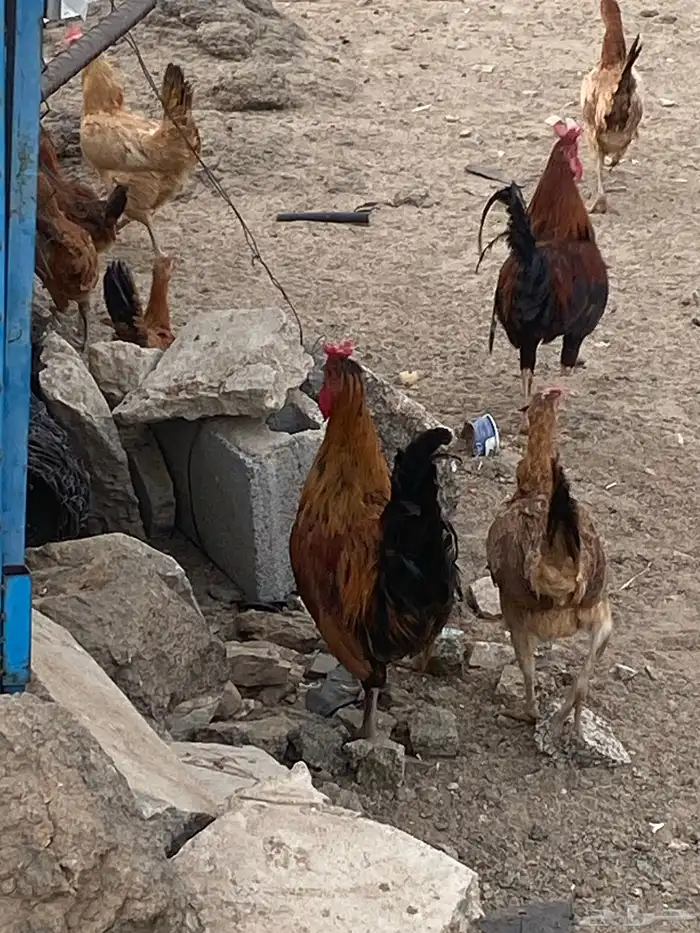 ديك براهما 2
